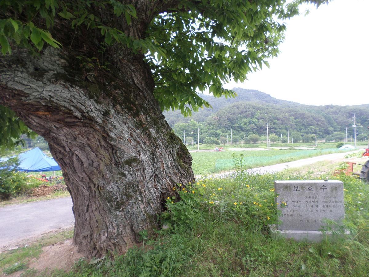 Ongye Jongtaek Hotel Andong Eksteriør billede